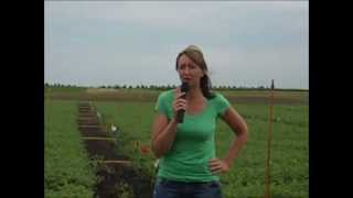 preview picture of video 'CREC Chick Pea Fungicide Trials'