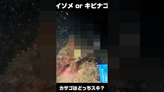 カサゴが食いつくのはキビナゴ？アオイソメ？？ #捕食シーン #釣り #水中カメラ