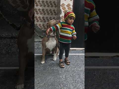 vansu alex😂😂🥰🥰 #pitbull #dangerous #dog #shortvideo