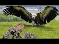 Eagle Vs Leopard Epic Battle The Eagle S Revenge When The Leopard Invades Its Territory