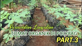 Cara Menanam TOMAT ORGANIK  Di Polybag ( Perawatan Lanjutan)  PART 3