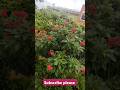 Nature Video Shortvideo Ytstudio Music