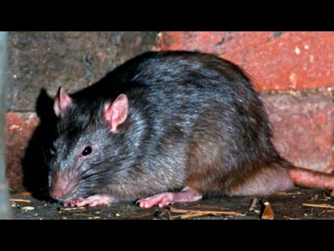 Documental La Historia Nunca antes Contada de las Ratas Documentales History Channel