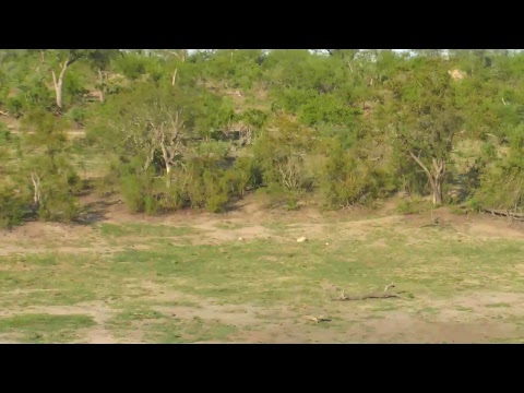 Djuma Private Game Reserve Live Stream