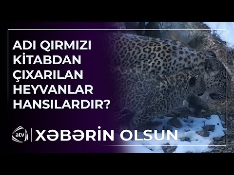 Azərbaycanda hansı heyvanların nəsli tükənir? 