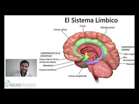 sistema limbico neuroanatomia