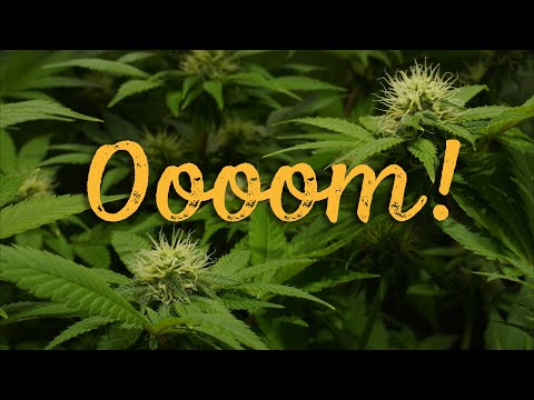 Mindful Marijuana Meditation