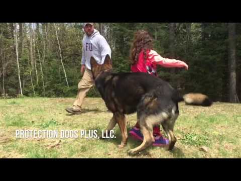 Lyla, 5, taking Arko for a test drive! Training by Protection Dogs Plus LLC