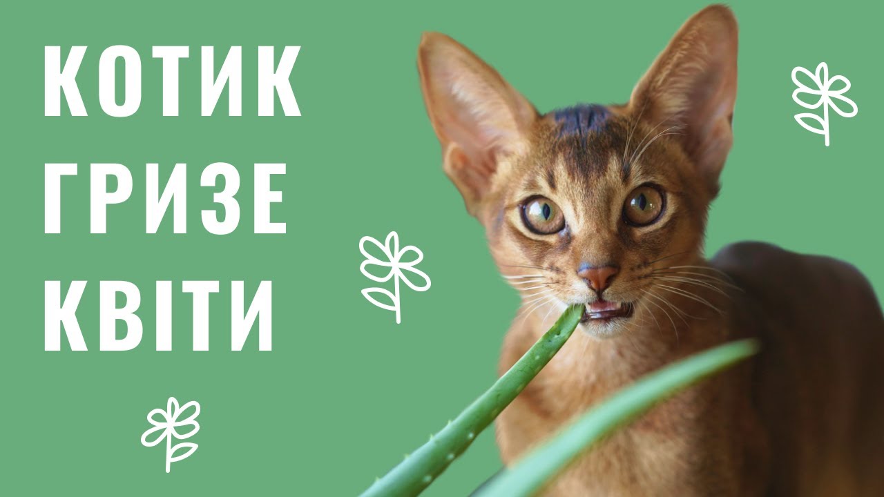 YouTube video preview