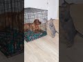 Cat Rescues Dog