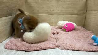 柴犬の動画01