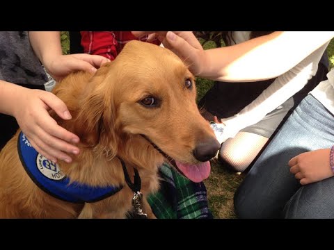 Therapy Dog Training: Does Your Dog Have What it Takes?