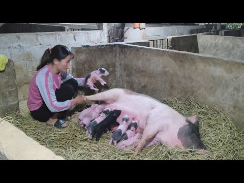 , title : 'Pigs give birth.  Chit first time mother. (Episode 116).'