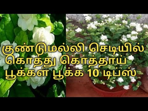 download lagu mp3 mp4 Poochedi, download lagu Poochedi gratis, unduh video klip Poochedi