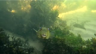 Amazing Underwater Footage Showing The Beauty Of The Ocean! #underwatervideo  #oceanlife