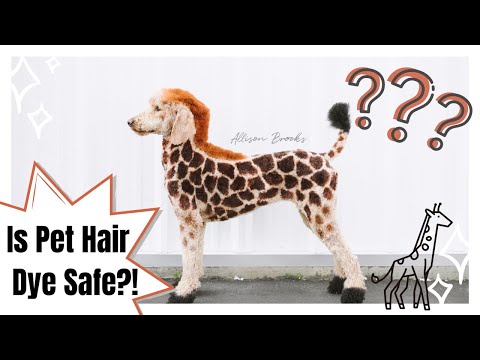 Is dying your dog colors safe?!?!? with Pooch Perfect contestant - Alyssa Kasiba
