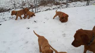 Video preview image #2 Labrador Retriever Puppy For Sale in WEST SALEM, WI, USA