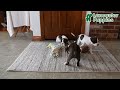 Mixed Breed dogs for sale: Terry - Video 1