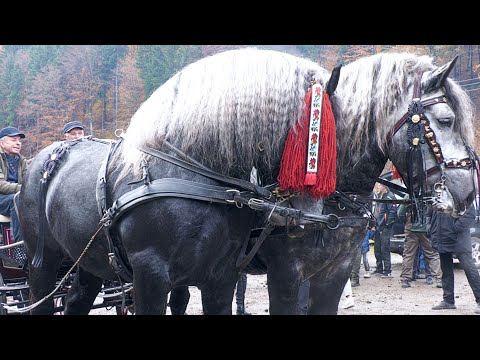 Târg expozițional de cai  Valea Străjii-Bistrița Năsăud 26 Octombrie 2025 ep.1