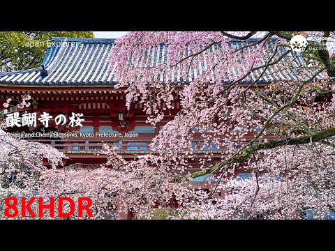 醍醐寺の桜 Daigoji and Cherry Blossoms [8KHDR]