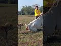 Breeding Dogs And Cows Better