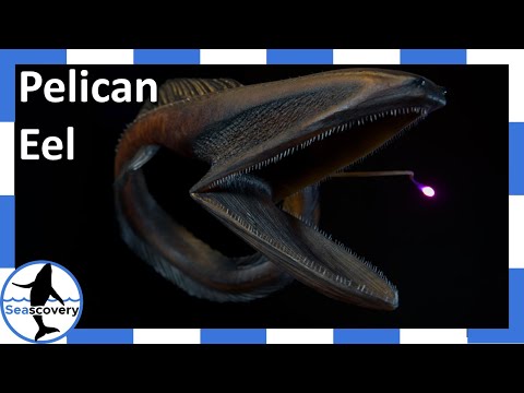 Eels jaw stretches larger than its head! (Eurypharynx pelecanoides)