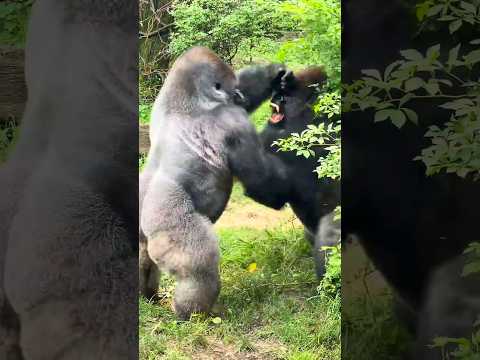 Gorilla Vs Chimpanzee Who Will Win? #gorilla #chimpanzee #shorts