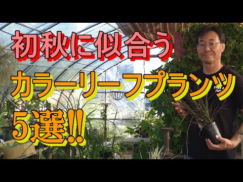 園芸 ケラ、ヌーカ、アミの顔