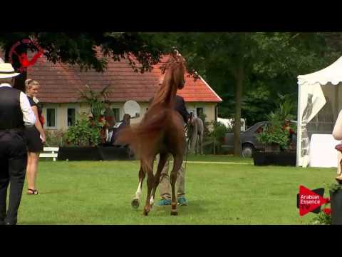 N.43 TA KAREZINI - Scandinavian Open Championship 2017 - Colts 3 Years old (Class 8)