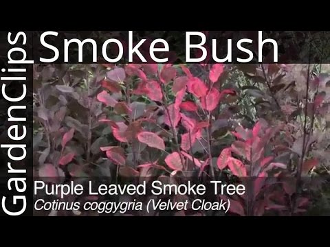 download lagu mp3 mp4 Cotinus Obovatus American Smoke Tree, download lagu Cotinus Obovatus American Smoke Tree gratis, unduh video klip Cotinus Obovatus American Smoke Tree