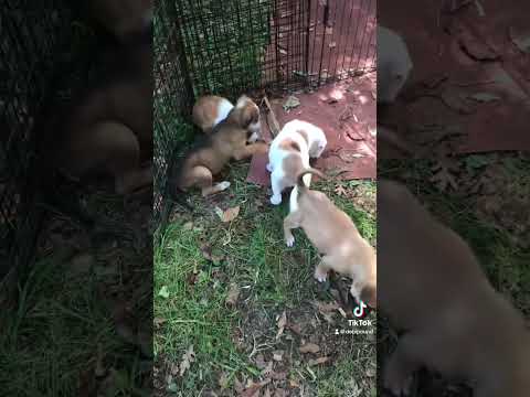 Pound’s litter