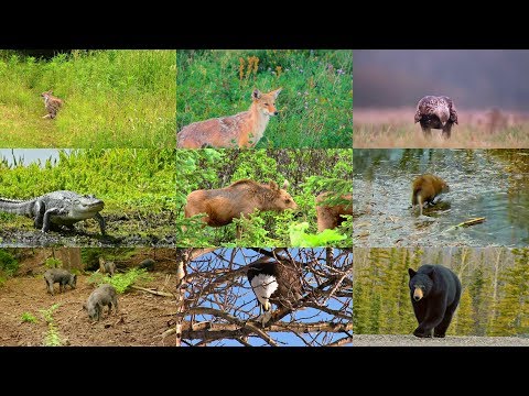 North American animals in Spanish for kids (with videos)