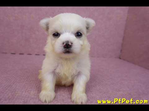 03/20馬爾濟斯母幼犬3號