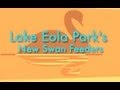 How To Feed The Swans At Lake Eola Park