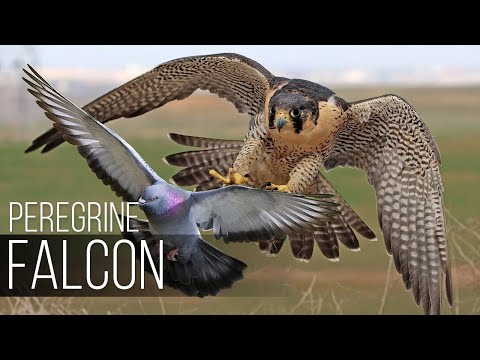 Peregrine Falcon: The 240MPH Killer Bird
