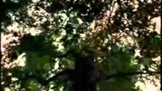 Guillemots yesterday is dead.wmv