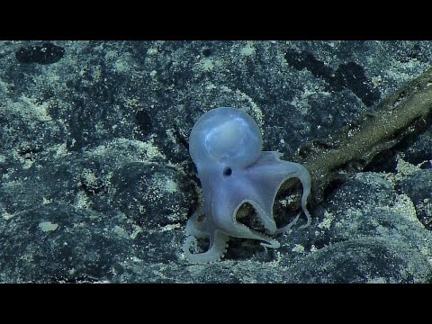Casper the Friendly Octopus | Nautilus Live