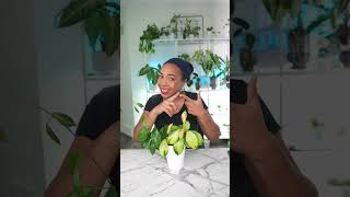 5 Cheap Easy Plants (ASL)