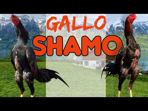 , title : 'características del gallo shamo @elpoderdelpollo2342'