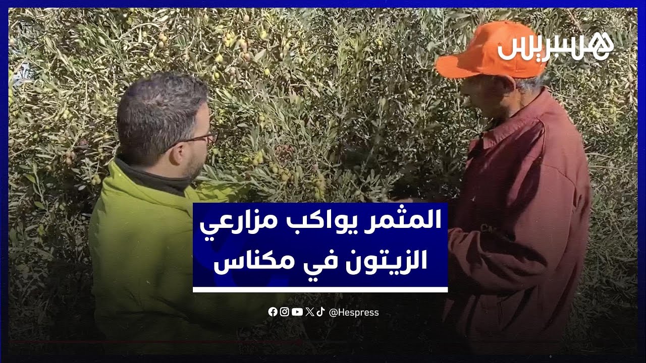 المثمر يواكب مُزارعي الزيتون في مكناس ..  والمنصات التطبيقية ترفع المردودية thumbnail