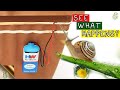 Easy DIY Slug and Snail Fence | SEE WHAT HAPPENS!