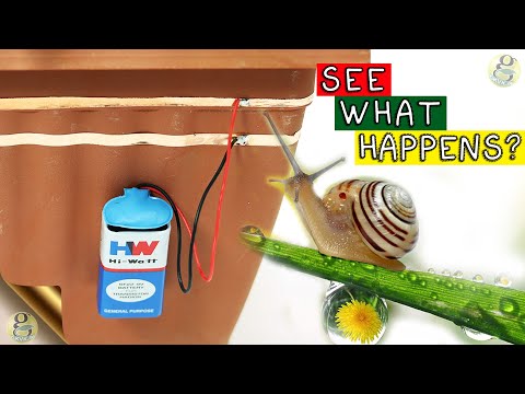 Easy DIY Slug and Snail Fence | SEE WHAT HAPPENS!