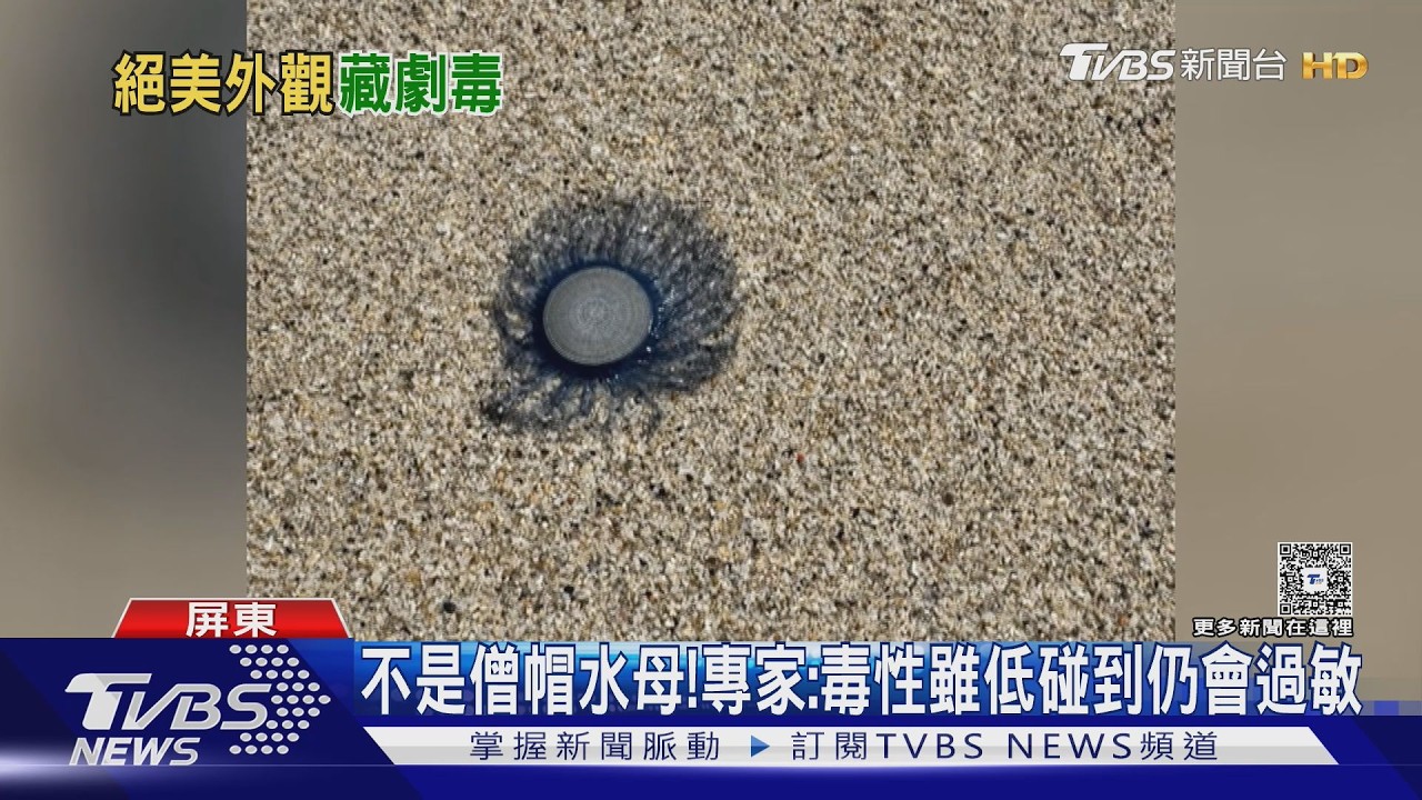影音/小琉球驚見大量「藍鈕扣」 專家:毒性雖低但先別碰