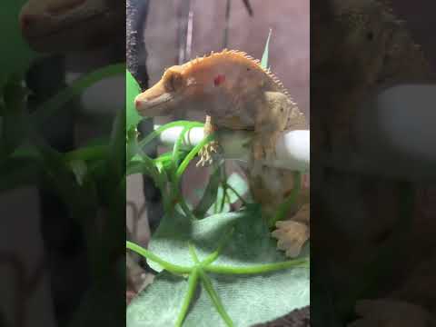 Nuvola アプリ kmoon.png