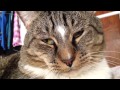 Grey Tabby Cat Tommy
