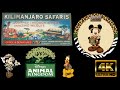 Kilimanjaro Safaris 4K POV Full Ride Attraction Africa Savannah Disney Animal Kingdom
