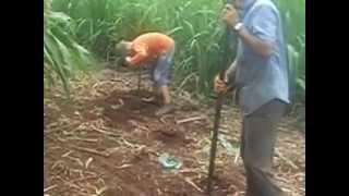 preview picture of video 'plantio de pepinos, destruindo e plantando.'