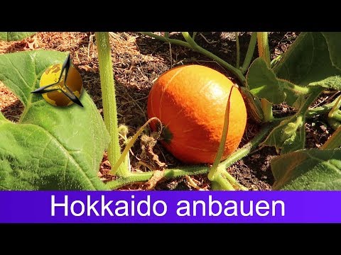 , title : 'Kürbis pflanzen: Hokkaido selber anbauen & ernten'