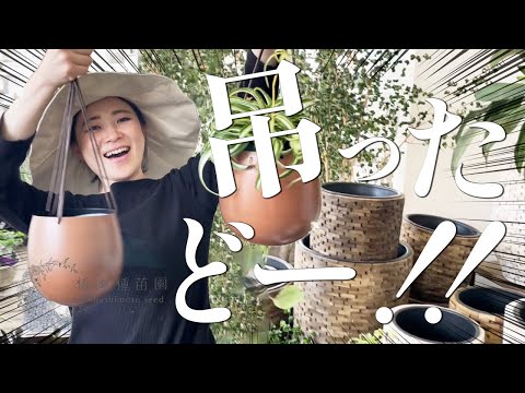 完全な太陽のプランター ゼラニウム用の吊り下げ花