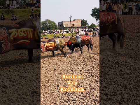 Rustam🔥 v/s krishna💪🏻 | #buffalo #fight #ladai #takkar #दंगल #tournament #dangal #fighting #bull